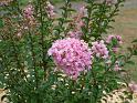 Crepe Myrtle light pink 